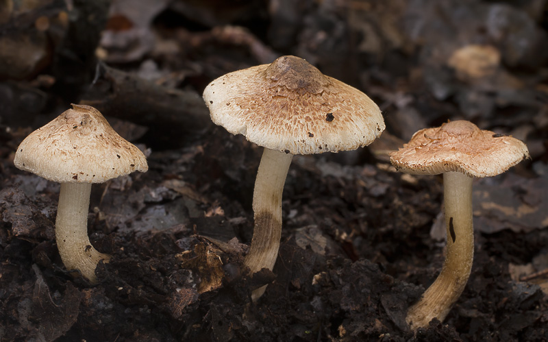 Inocybe tenebrosa